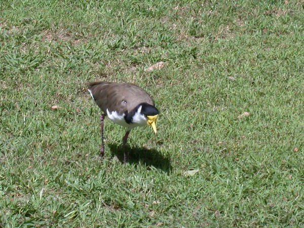 Masked Lapwing